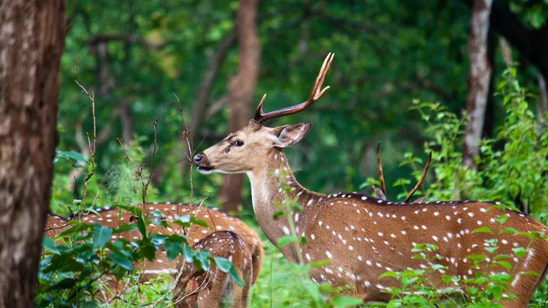 Watch Wildlife at Mudumalai National Park