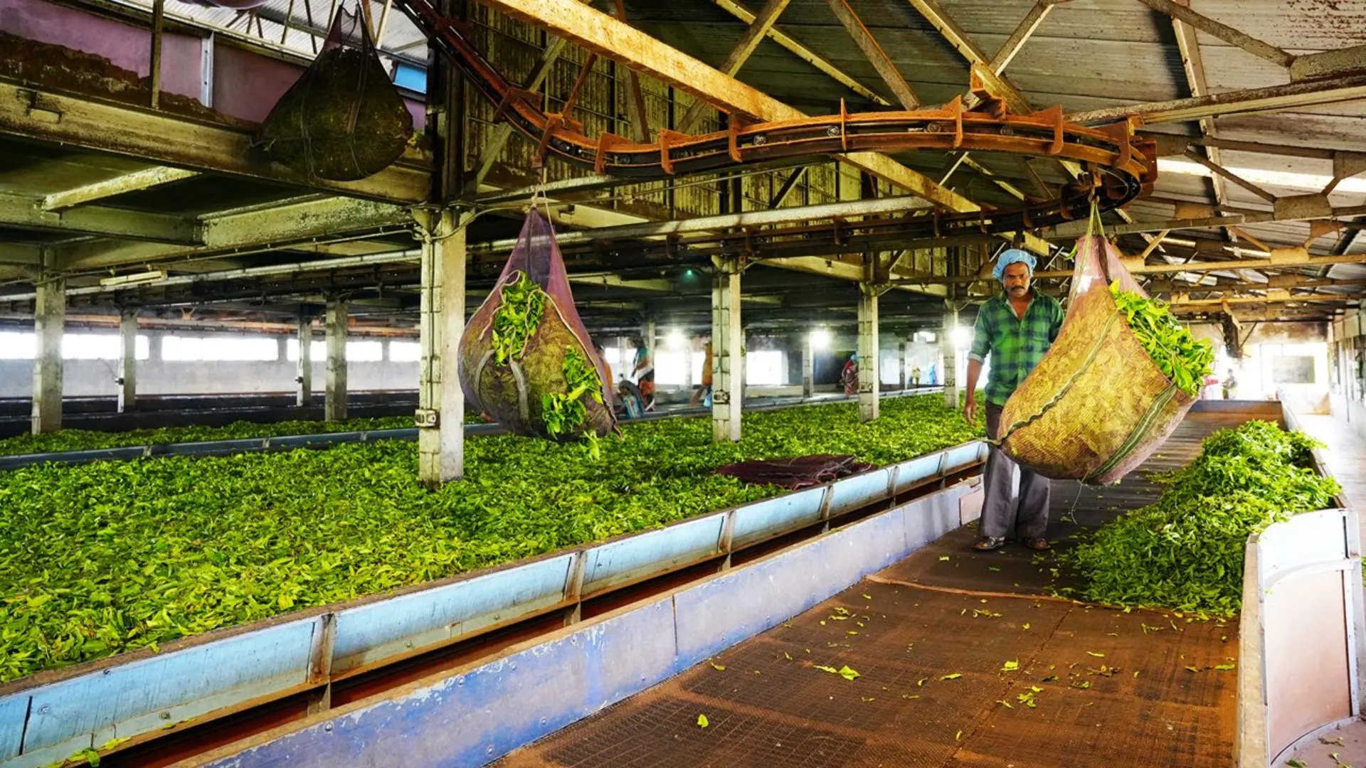 Visit Tea Museum in Ooty