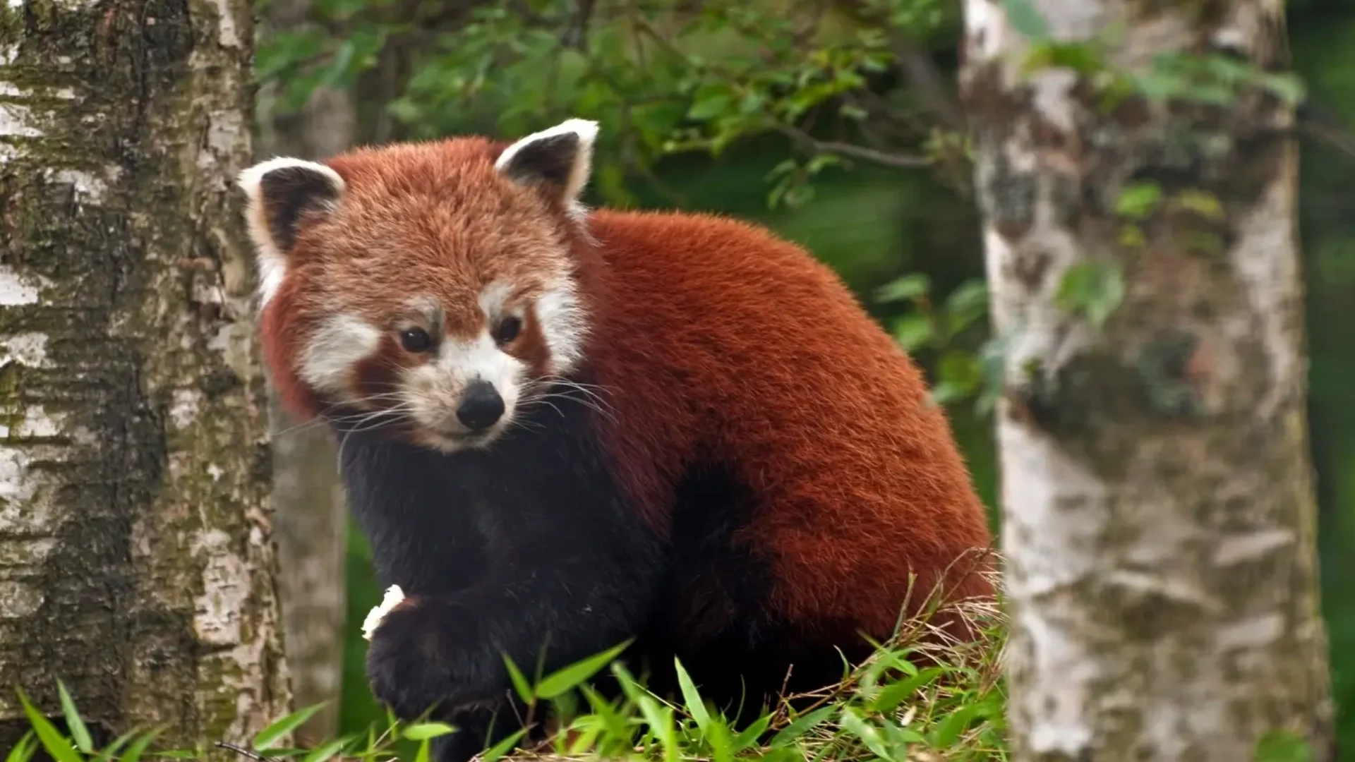 Sikkim Wildlife Tour Package