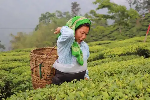 Tea Gardens & Monasteries Tour