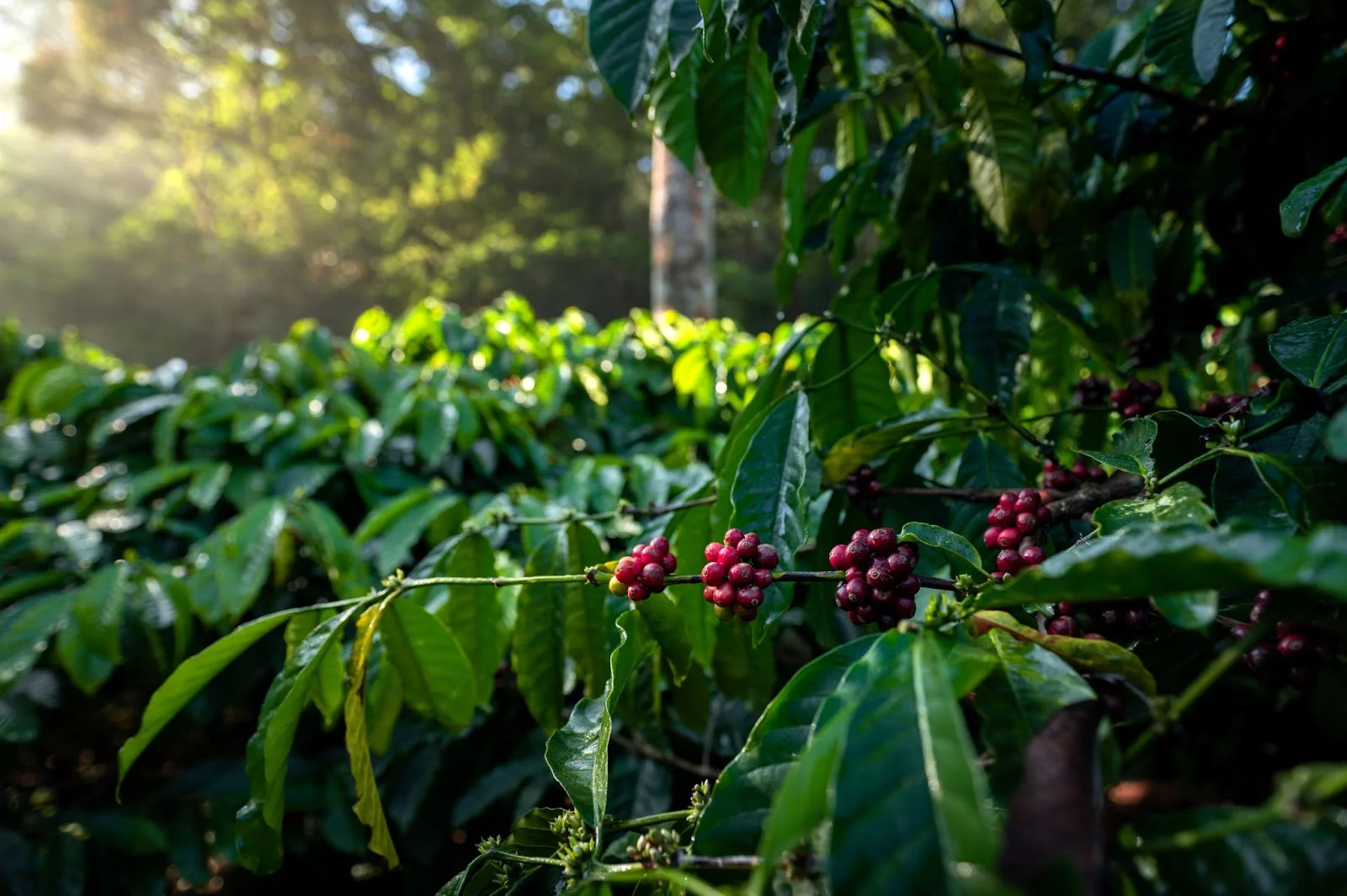 Coorg Coffee Trails