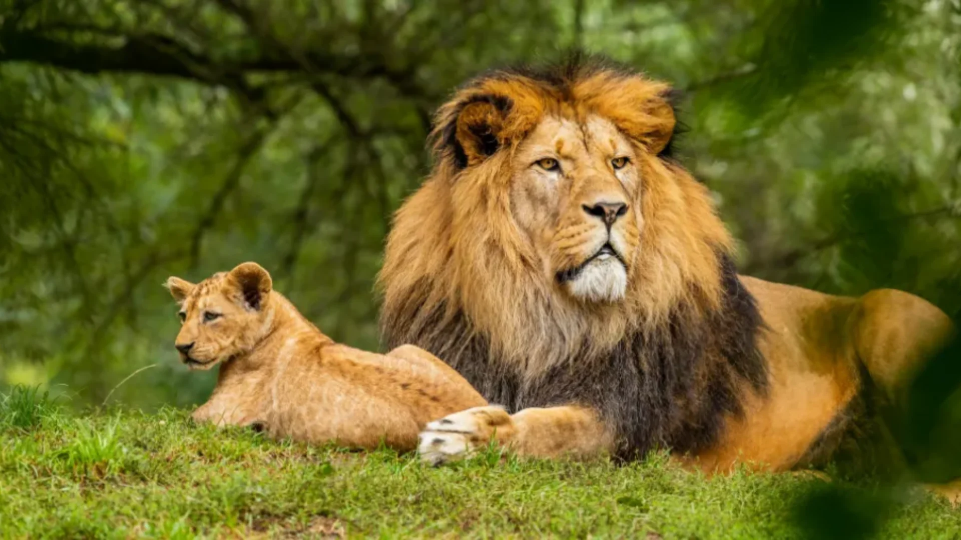 Rajasthan Wildlife Package