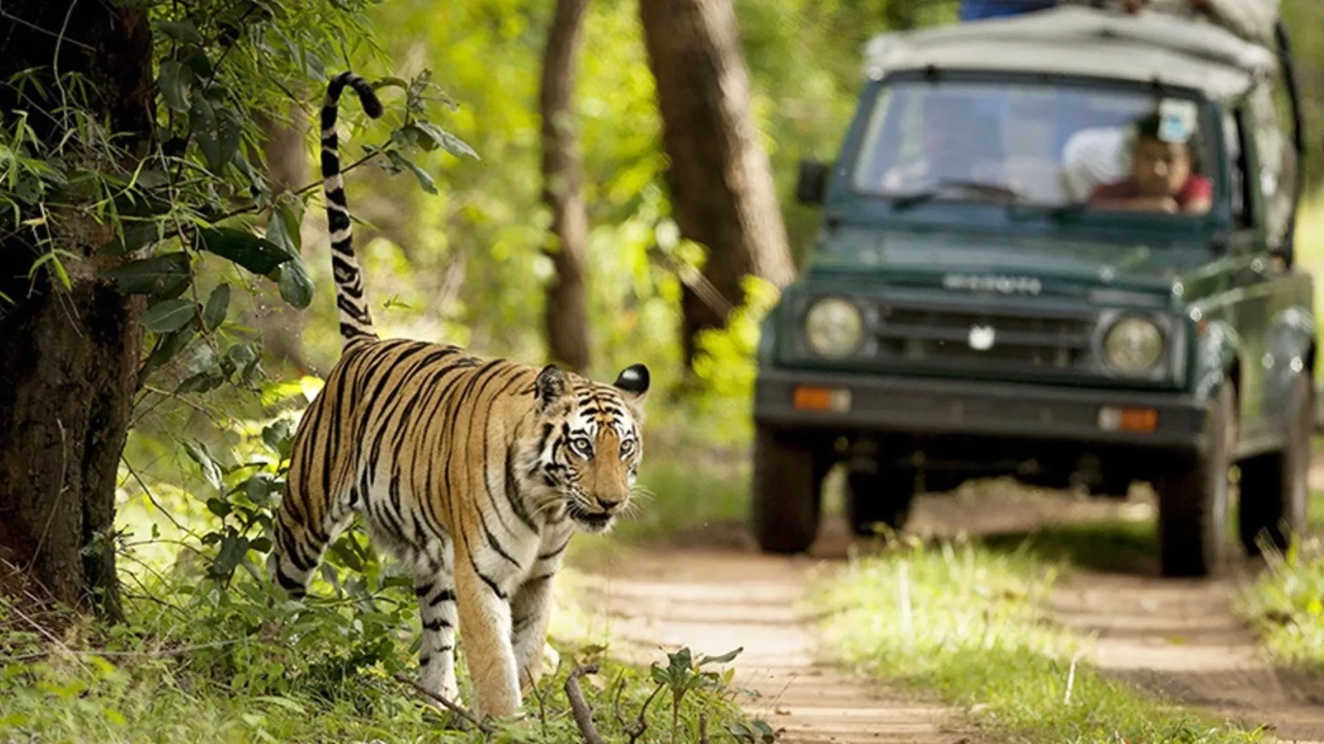 Corbett Safari Package