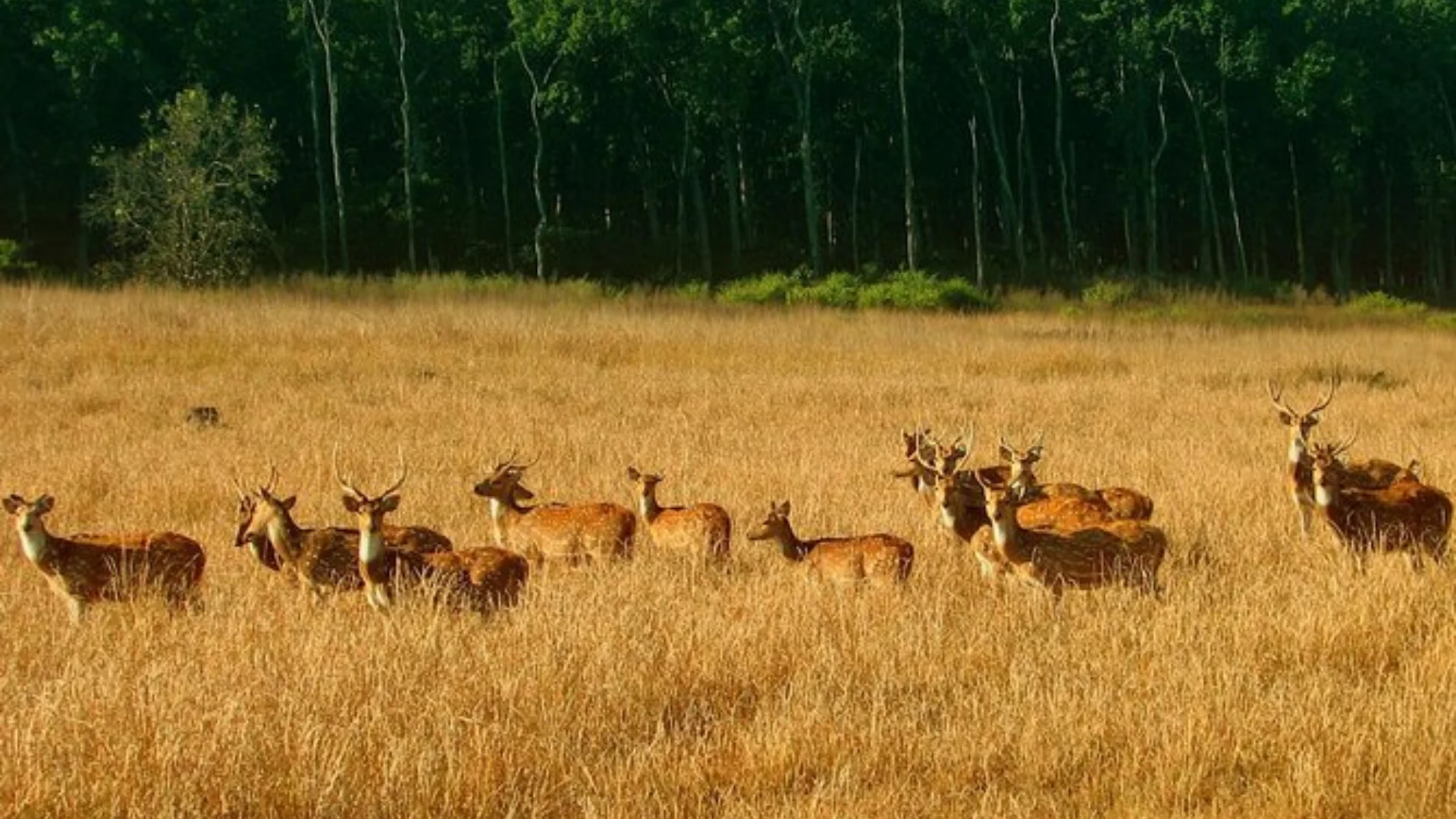 Delhi to Jim Corbett Package